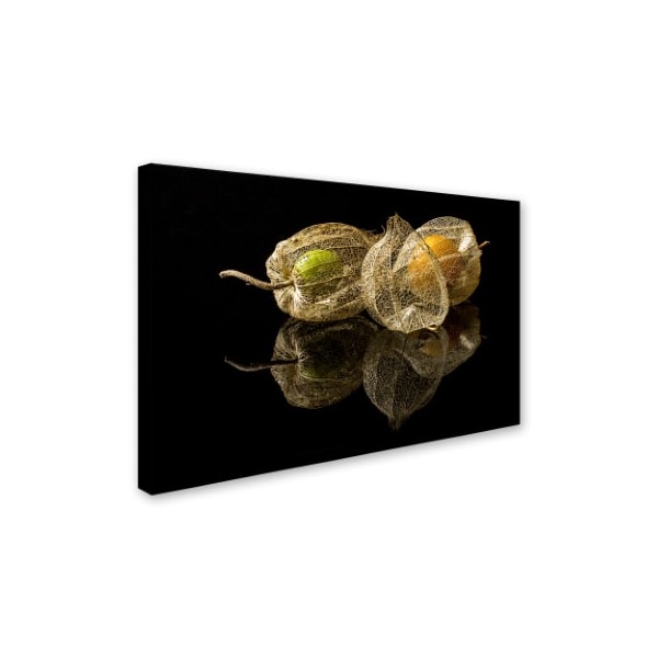 Gaberkosir 'Physalis Alkekengi' Canvas Art,22x32